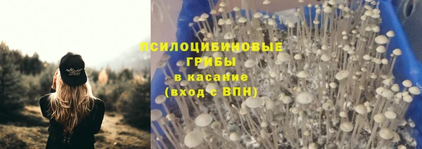 прущие грибы Богородицк